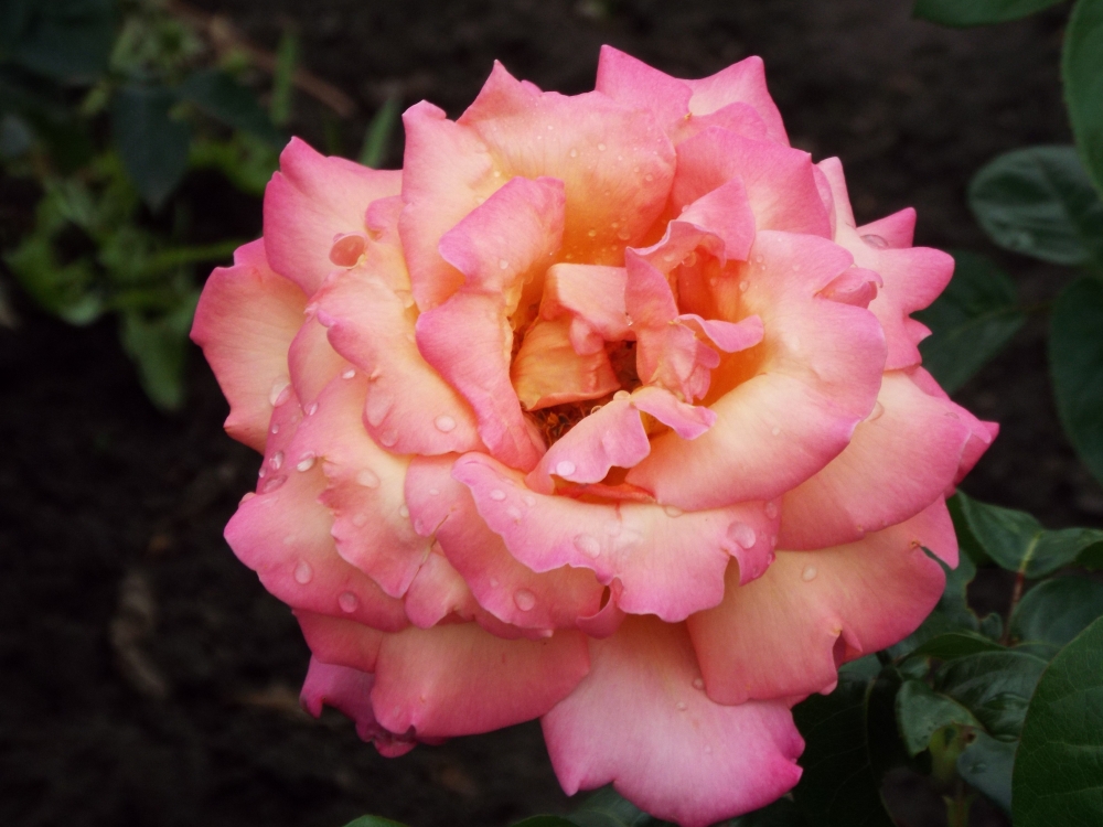 Фото цветов